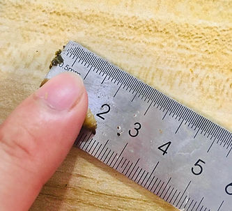 Larvae being measured with a ruler