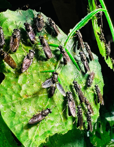 Larvae and farm bins