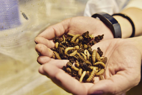 Hands holding larvae