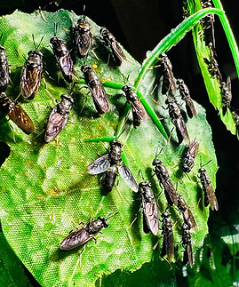 Black soldier fly ecosystem
