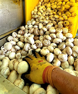 Food waste handling