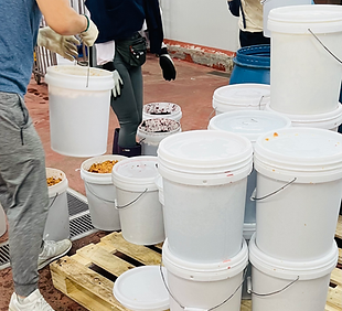 White collection buckets for food waste